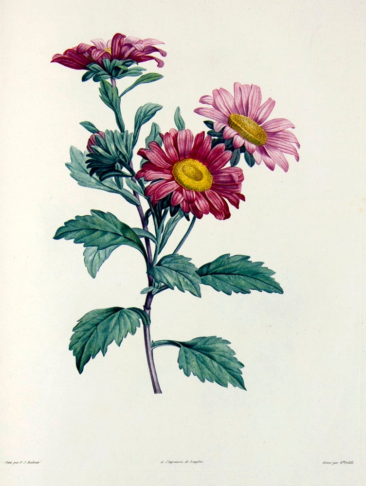 Item #401779 Botanique ... ornée de soixante-cinq planches, imprimées en couleurs d'après les peintures de P. J. Redouté. Jean Jacques ROUSSEAU.