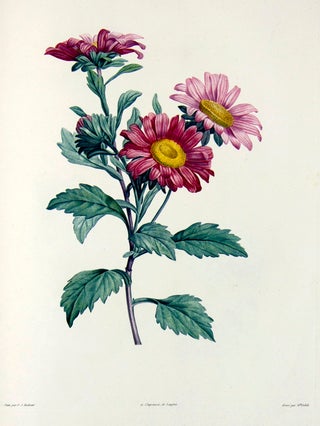 Botanique ... ornée de soixante-cinq planches, imprimées en couleurs d'après les peintures de P. J. Redouté