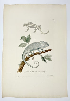 Item #406877 [Lizards]. Plate LV from: Deliciae Naturae Selectae Oder Auserlefenes...